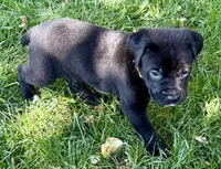 Hazel, a female Cane Corso for sale in Longmont, CO – 10 of 10