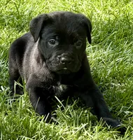 Harlow, a female Cane Corso for sale in Longmont, CO – 2 of 9