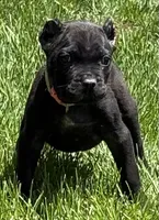 Nola, a female Cane Corso for sale in Longmont, CO – 5 of 10