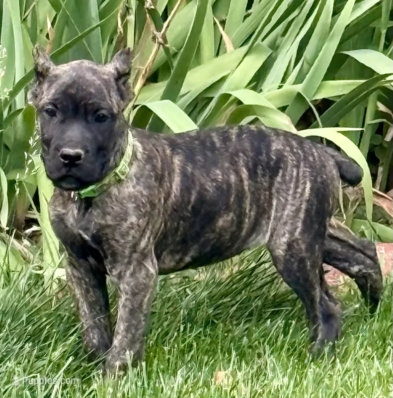 Marbles – Cane Corso puppy for sale in Longmont, CO