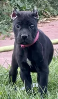 Monarch, a female Cane Corso for sale in Longmont, CO – 2 of 10