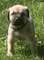 Hunter, a male Cane Corso for sale in Longmont, CO – 9 of 9