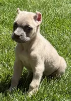 Nova, a female Cane Corso for sale in Longmont, CO – 5 of 10