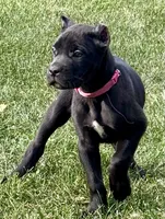 Monarch, a female Cane Corso for sale in Longmont, CO – 7 of 10