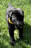 Hazel, a female Cane Corso for sale in Longmont, CO – 8 of 10