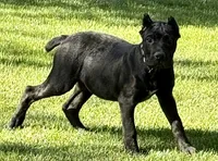 Harlow, a female Cane Corso for sale in Longmont, CO – 3 of 10