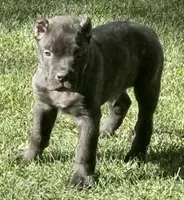 Maynard, a male Cane Corso for sale in Longmont, CO – 1 of 10