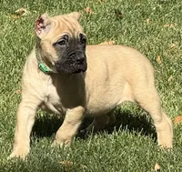 Vaper, a male Cane Corso for sale in Longmont, CO – 5 of 10