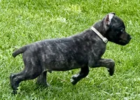 Ghost, a male Cane Corso for sale in Longmont, CO – 6 of 6