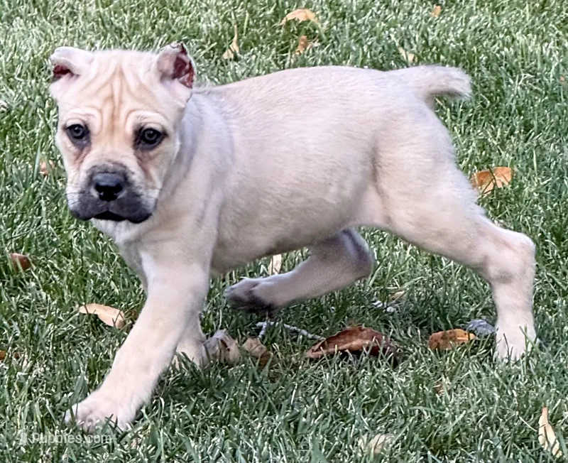 Verona – Cane Corso puppy for sale in Longmont, CO