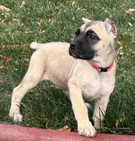 Venus, a female Cane Corso for sale in Longmont, CO – 10 of 10