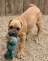 Frank, a male Cane Corso for sale in Longmont, CO – 3 of 10