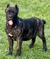 Grazie, a male Cane Corso for sale in Longmont, CO – 1 of 10