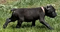 Nola, a female Cane Corso for sale in Longmont, CO – 4 of 10