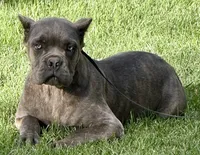 Mica, a female Cane Corso for sale in Longmont, CO – 6 of 10