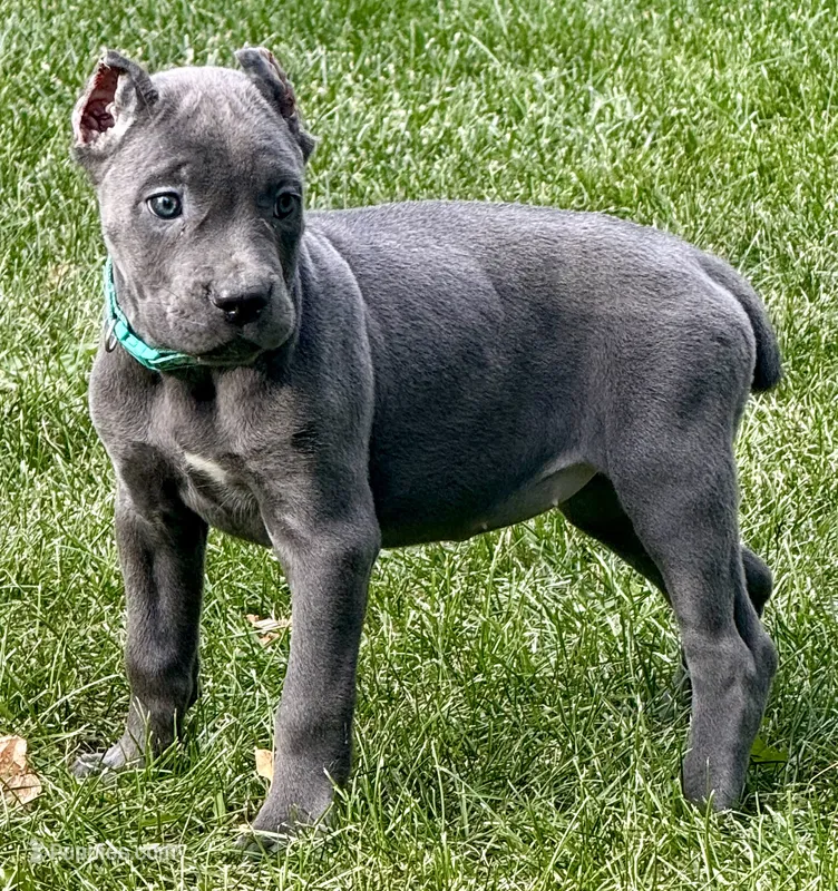 Marvel – Cane Corso puppy for sale in Longmont, CO