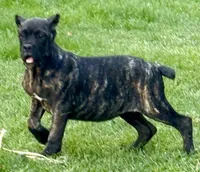 Grazie, a female Cane Corso for sale in Longmont, CO – 9 of 10