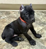 Ultra, a female Cane Corso for sale in Longmont, CO – 4 of 9