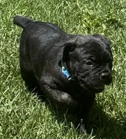 Hercules, a male Cane Corso for sale in Longmont, CO – 3 of 10