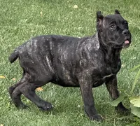 Grazie, a female Cane Corso for sale in Longmont, CO – 4 of 10