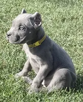 Muffin, a female Cane Corso for sale in Longmont, CO – 7 of 10