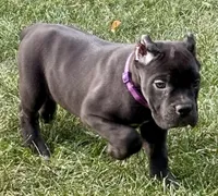 Midnight, a female Cane Corso for sale in Longmont, CO – 6 of 9