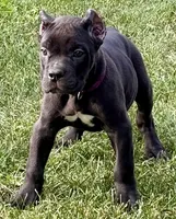 Midnight, a female Cane Corso for sale in Longmont, CO – 2 of 9