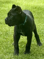 Hannah, a female Cane Corso for sale in Longmont, CO – 5 of 10