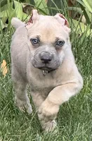 Vito, a male Cane Corso for sale in Longmont, CO – 2 of 10