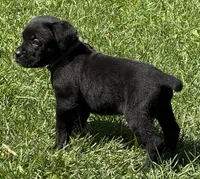 Harper, a female Cane Corso for sale in Longmont, CO – 9 of 10