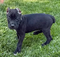 Uzi, a male Cane Corso for sale in Longmont, CO – 4 of 5