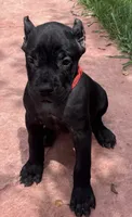 Ultra, a female Cane Corso for sale in Longmont, CO – 10 of 10