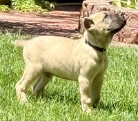 Hunter, a male Cane Corso for sale in Longmont, CO – 5 of 10