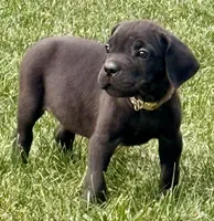 Minnie, a female Cane Corso for sale in Longmont, CO – 5 of 10