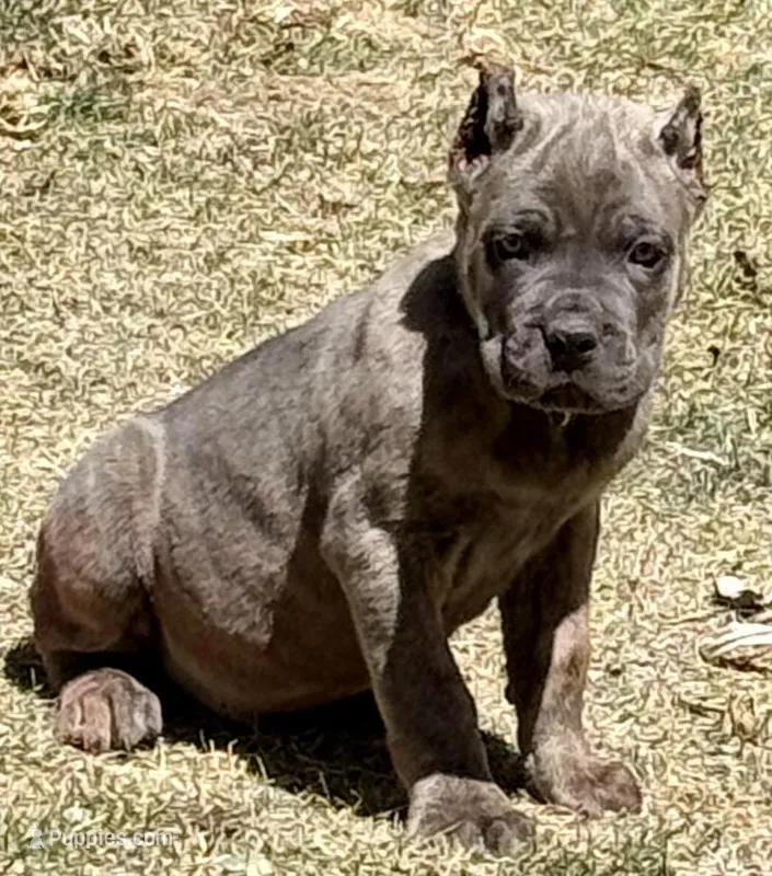 Ford – Cane Corso puppy for sale in Longmont, CO