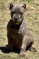 Ford, a male Cane Corso for sale in Longmont, CO – Photo 5 of 6