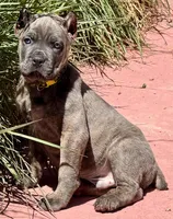 Ford, a male Cane Corso for sale in Longmont, CO – Photo 3 of 6