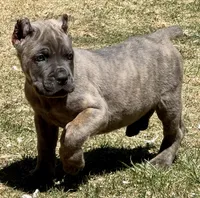 Ford, a male Cane Corso for sale in Longmont, CO – Photo 4 of 6
