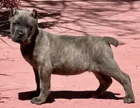 Ford, a male Cane Corso for sale in Longmont, CO – Photo 2 of 6