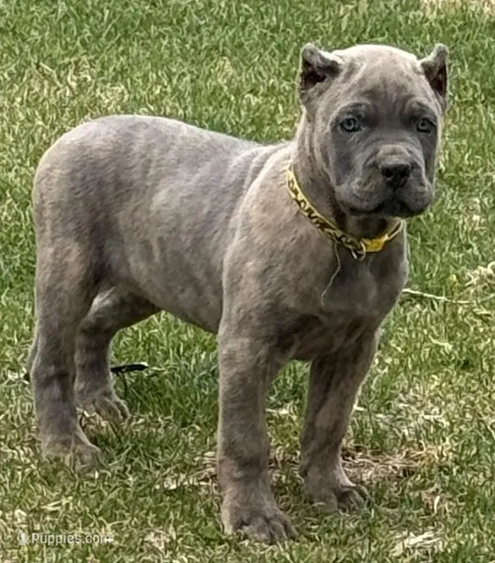 Ford – Cane Corso puppy for sale in Longmont, CO