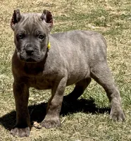 Ford, a male Cane Corso for sale in Longmont, CO – Photo 6 of 6