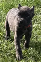 Maybel, a female Cane Corso for sale in Longmont, CO – 8 of 10