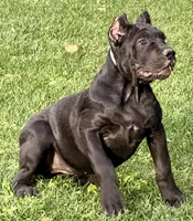 Ula, a female Cane Corso for sale in Longmont, CO – 6 of 10