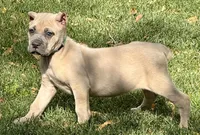 Vanity, a female Cane Corso for sale in Longmont, CO – 3 of 10