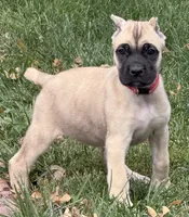 Venus, a female Cane Corso for sale in Longmont, CO – 4 of 10