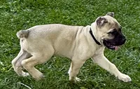 Hunter, a male Cane Corso for sale in Longmont, CO – 7 of 10