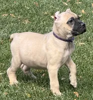 Vesta, a female Cane Corso for sale in Longmont, CO – 6 of 10