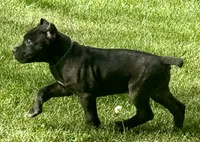 Monster, a male Cane Corso for sale in Longmont, CO – 10 of 10