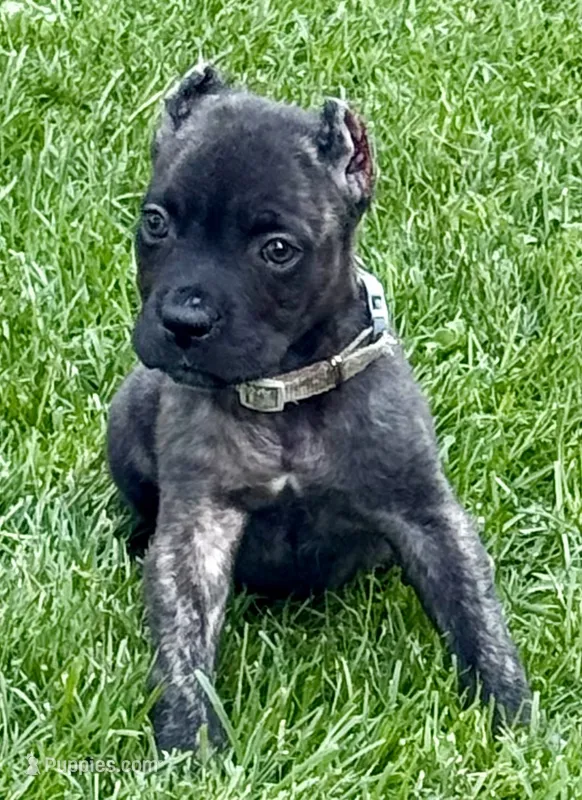 Ghost – Cane Corso puppy for sale in Longmont, CO