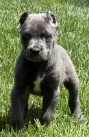 Neptune, a male Cane Corso for sale in Longmont, CO – 6 of 10